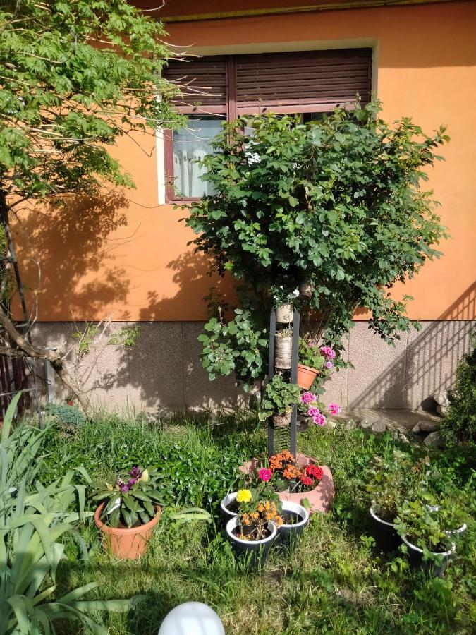 Apartament Cu Terasa La Casa Tina Timisoara Exterior photo